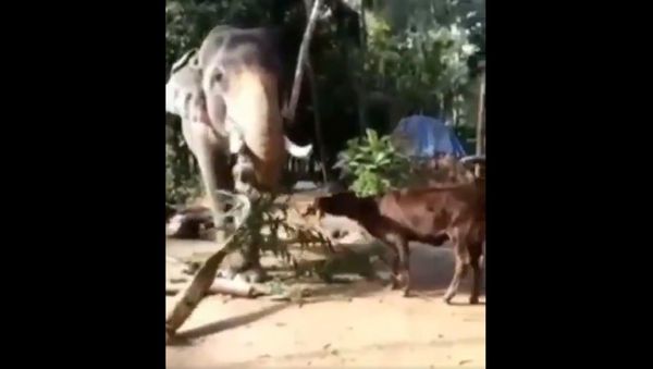 Good boy Gannu - Sputnik International