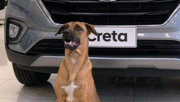 Hyundai Showroom Dog - Sputnik International
