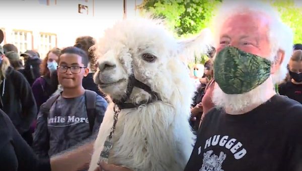 Jenny Young meets Caesar the No Drama Llama and owner at protests - Sputnik International