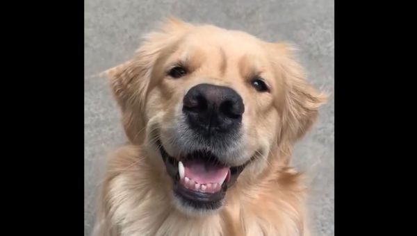 Happy Golden Retriever Loving Life  - Sputnik International