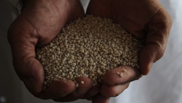 In this Aug. 25, 2011 photo, a Pakistani dealer holds fertilizer containing ammonium nitrate in Multan, Pakistan. - Sputnik International
