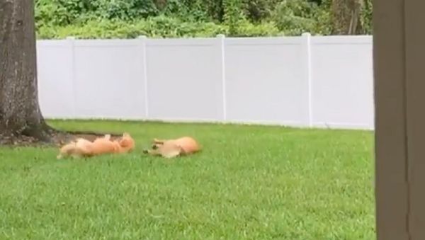 Dogs - Sputnik International