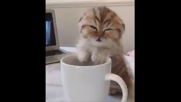 Trying to stay awake at work - Sputnik International