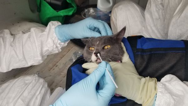 A nasal swab sample is collected from Crocket, a study participant from Bryan, Texas. - Sputnik International