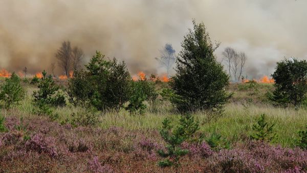 Surrey Wild Fire Photo Credit: Surrey Fire and Rescue Service/ Twitter - Sputnik International