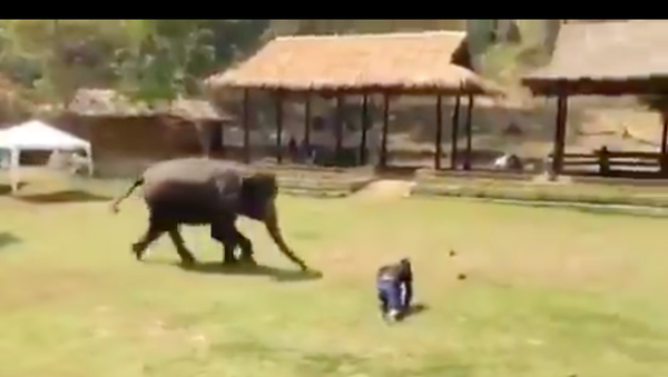 Elephant protects its human - Sputnik International