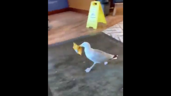 Shopping seagull - Sputnik International