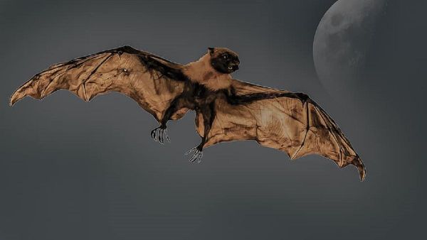 Giant bat - Sputnik International