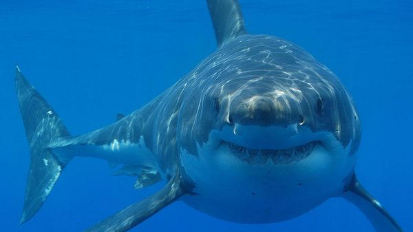 Great white shark - Sputnik International