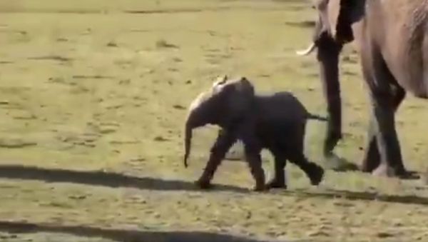 Wanna see how I moon walk !!! - Sputnik International