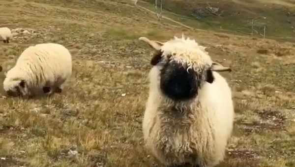 Sheep - Sputnik International