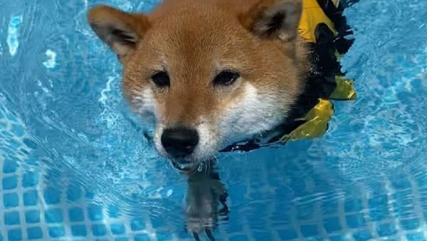 Dog - Sputnik International