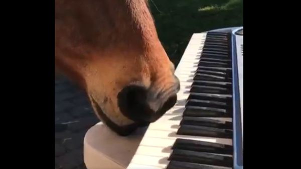 Equine Mozart: Horse Shows Off Nasal Skills on Piano Equine Mozart: Horse Shows Off Nasal Skills on Piano - Sputnik International