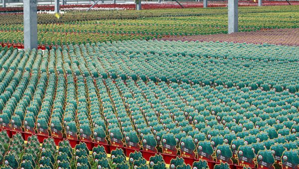 Four acres of USDA Certified organic plants cover the inside of the greenhouse at Elzinga & Hoeksema Greenhouses, Kalamazoo, Mich Kalamazoo, Mich., Wednesday, March 12, 2008. The Michigan company has built one of the Midwest's first federally certified organic commercial greenhouses, which will supply a variety of organic vegetable and herb potted plants to garden centers at Meijer stores starting this spring. (AP Photo/Shawano Cleary) - Sputnik International