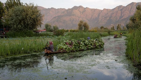 Kashmiri women row their shikara filled with fodder for cattle in the interiors of the Dal lake in Srinagar, Indian controlled Kashmir, Friday, Aug. 7, 2020 - Sputnik International