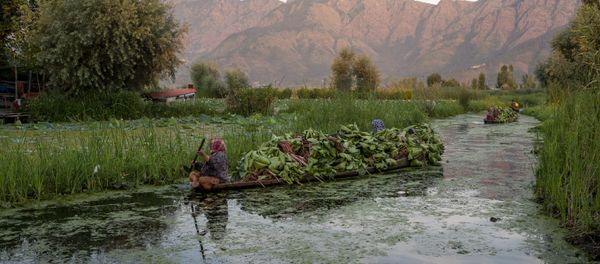 Kashmiri women row their shikara filled with fodder for cattle in the interiors of the Dal lake in Srinagar, Indian controlled Kashmir, Friday, Aug. 7, 2020 Kashmiri women row their shikara filled with fodder for cattle in the interiors of the Dal lake in Srinagar, Indian controlled Kashmir, Friday, Aug. 7, 2020 - Sputnik International