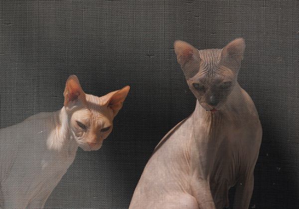 This Week in Pictures: 8-14 August - Sputnik International