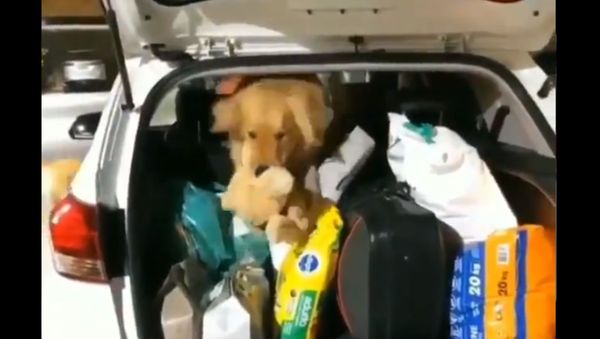 Golden Retriever Makes Daring Rescue to Save Friend - Sputnik International