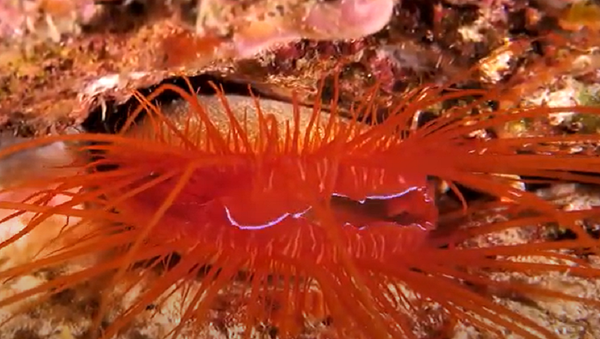 Electric Clam Sneezes - Sputnik International