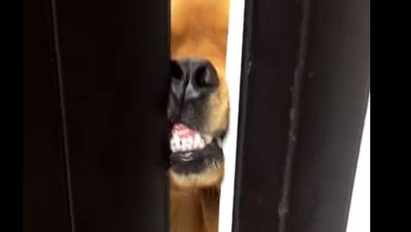 dog's teeth - Sputnik International