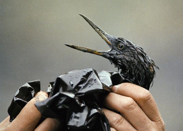 An oil-covered bird is examined on an island in Prince William Sound, Alaska in April 1989 following a massive oil slick that occurred after the tanker Exxon Valdez ran aground about 25 miles from Valdez, Alaska. An oil-covered bird is examined on an island in Prince William Sound, Alaska in April 1989 following a massive oil slick that occurred after the tanker Exxon Valdez ran aground about 25 miles from Valdez, Alaska. - Sputnik International