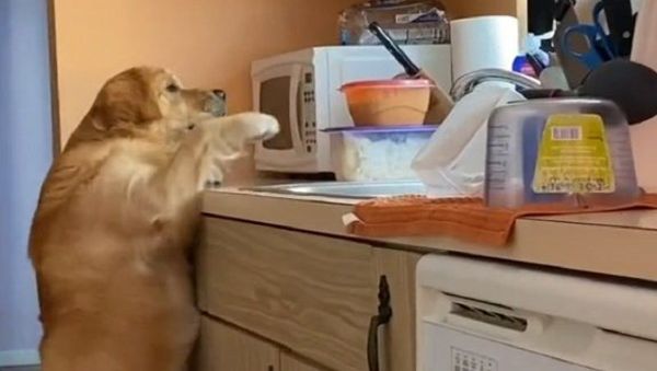 Dog - Sputnik International