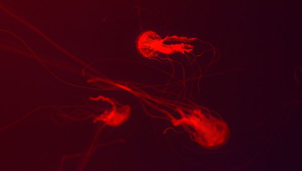 Red jellyfish - Sputnik International