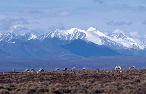 Trump Admin Opens Alaska’s Arctic Refuge to ‘Environmentally Benign’ Oil Drilling  - Sputnik International