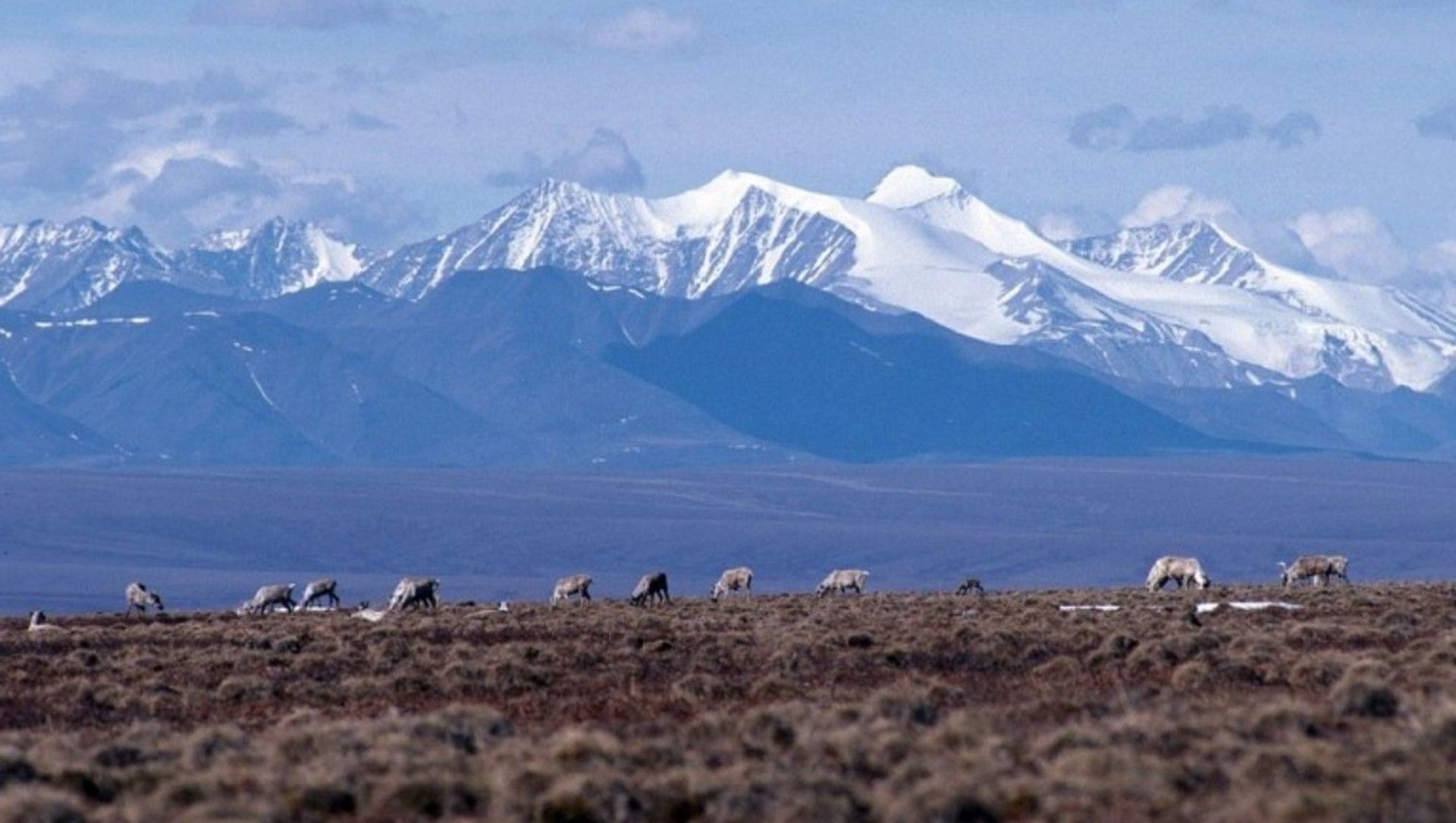 Caribou graze on the coastal plain of the Arctic National Wildlife Refuge, with the Brooks Range as a backdrop. Caribou graze on the coastal plain of the Arctic National Wildlife Refuge, with the Brooks Range as a backdrop. - Sputnik International, 1920, 01.06.2021
