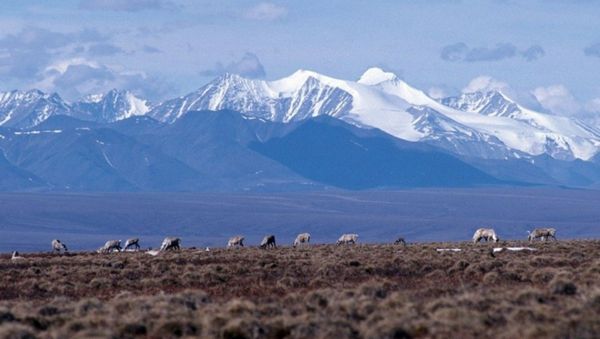 Caribou graze on the coastal plain of the Arctic National Wildlife Refuge, with the Brooks Range as a backdrop.  - Sputnik International
