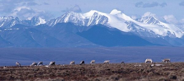 Caribou graze on the coastal plain of the Arctic National Wildlife Refuge, with the Brooks Range as a backdrop.  - Sputnik International