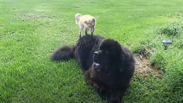 Fox and The Hound: Two Unlikely Friends Frolic in Open Field  - Sputnik International