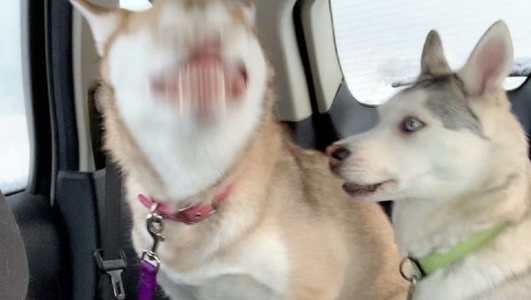Husky sneezing - Sputnik International