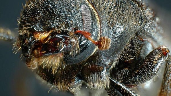 Mountain Pine Beetle - Sputnik International