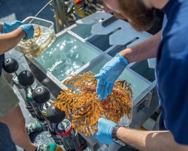 Photos: Marine Scientists Discover 30 New Species Hidden Deep in Galapagos Waters Photos: Marine Scientists Discover 30 New Species Hidden Deep in Galapagos Waters - Sputnik International