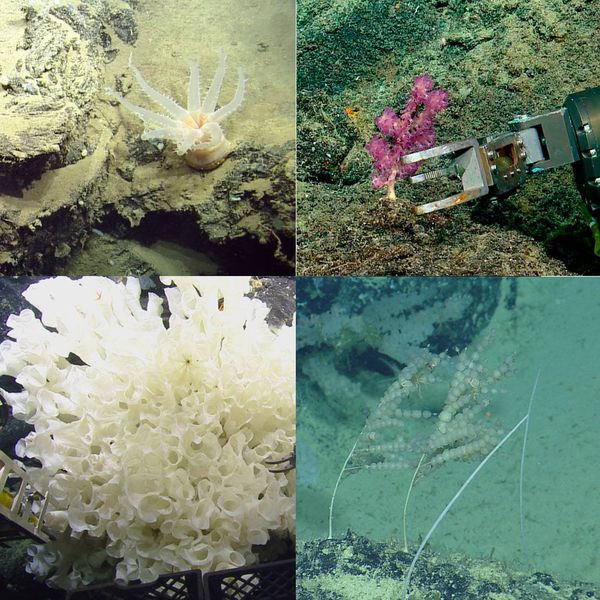 Photos: Marine Scientists Discover 30 New Species Hidden Deep in Galapagos Waters Photos: Marine Scientists Discover 30 New Species Hidden Deep in Galapagos Waters - Sputnik International