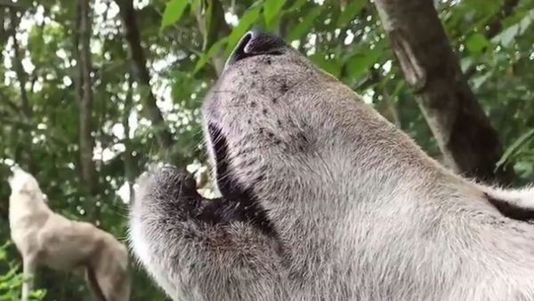 Morning Serenade: White Wolves Howl in Unison at Sanctuary  - Sputnik International