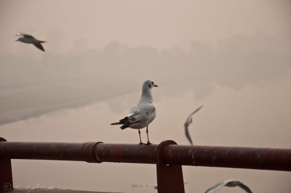 World Photography Day: Visiting Yamuna River to Capture Its Pristine Glory in Delhi - Sputnik International