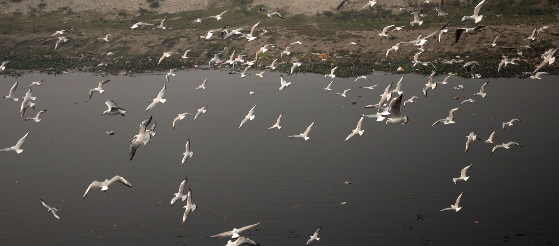 When Seagulls Take a Flight Over Polluted Water of Yamuna When Seagulls Take a Flight Over Polluted Water of Yamuna - Sputnik International, 1920, 31.12.2020