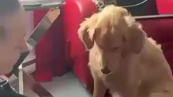 Dog - Sputnik International