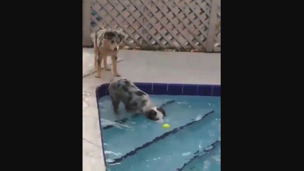 Dogs - Sputnik International