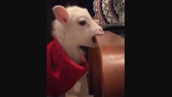 Goat - Sputnik International