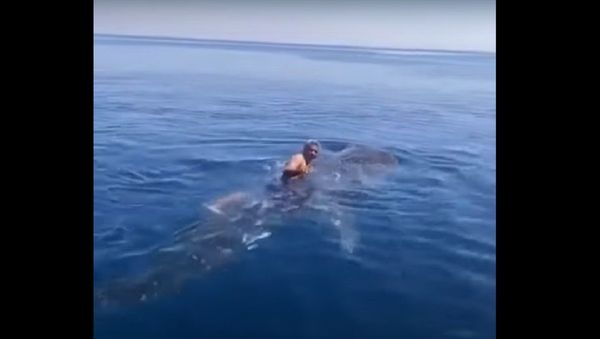 Man riding on a whale shark - Sputnik International