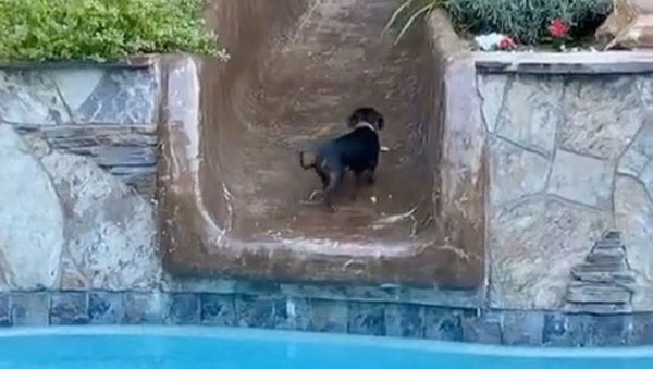 Dog - Sputnik International