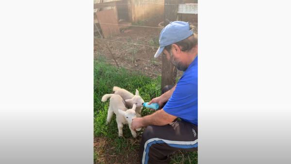 Precious Lambs Adore Breakfast Time With ‘Dad’  - Sputnik International