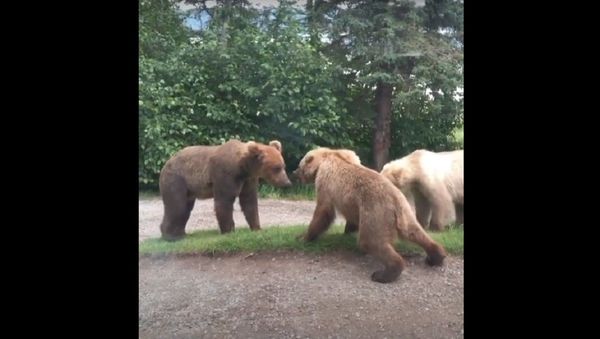 Bears Stand Off on Lodge Pathway Bears Stand Off on Lodge Pathway - Sputnik International