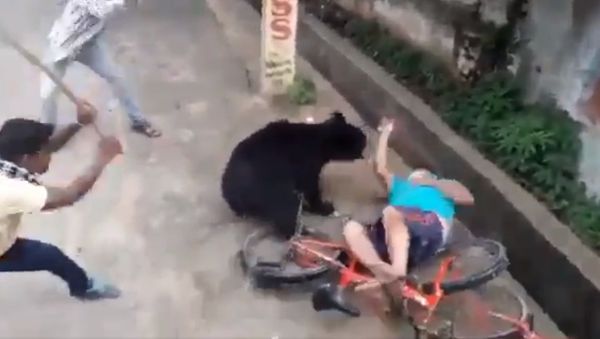 Bear attacks a man in bhawanipatna town today morning Bear attacks a man in bhawanipatna town today morning - Sputnik International