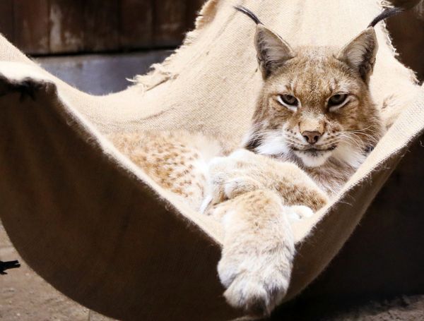 A male Siberian lynx called Buran lies in a hammock at the Royev Ruchei park in Krasnoyarsk. - Sputnik International