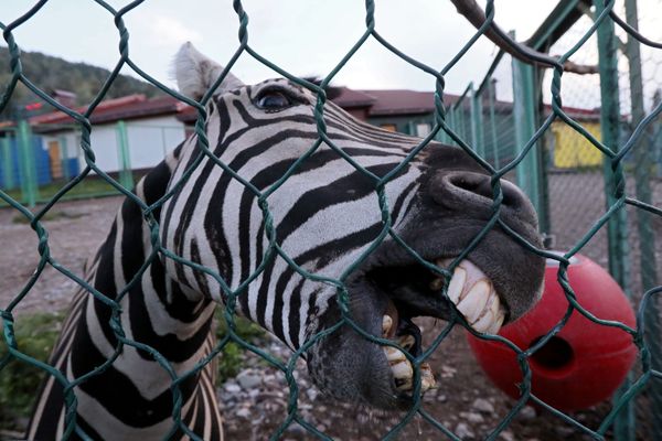 A male zebra called Khvostik stands in an enclosure at the Royev Ruchei park in Krasnoyarsk, Siberia, on 16 August 2020. - Sputnik International