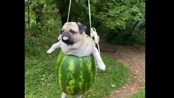 pug - Sputnik International